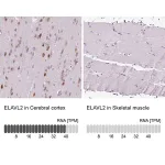 Merck Anti-ELAVL2 antibody produced in rabbit
