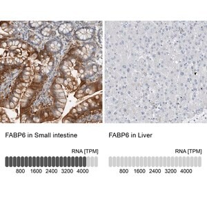 Merck Anti-FABP6 antibody produced in rabbit