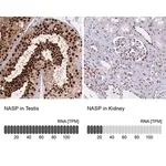 Merck Anti-NASP antibody produced in rabbit