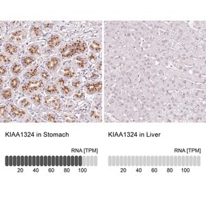 Merck Anti-KIAA1324 antibody produced in rabbit