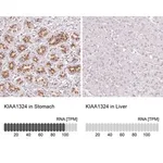 Merck Anti-KIAA1324 antibody produced in rabbit