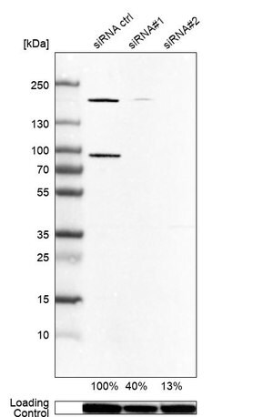 Merck Anti-ARHGEF7 antibody produced in rabbit