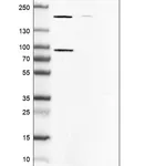 Merck Anti-ARHGEF7 antibody produced in rabbit