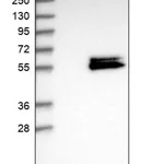 Merck Anti-LACE1 antibody produced in rabbit