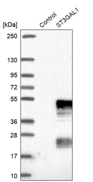 Merck Anti-ST3GAL1 antibody produced in rabbit