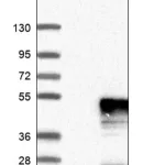 Merck Anti-ST3GAL1 antibody produced in rabbit