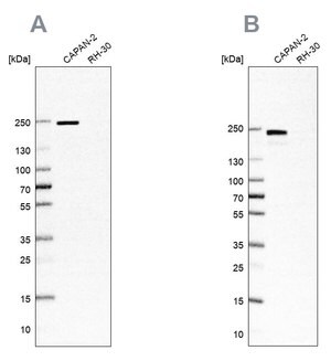 Merck Anti-ITGB4 antibody produced in rabbit