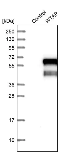 Merck Anti-WTAP antibody produced in rabbit