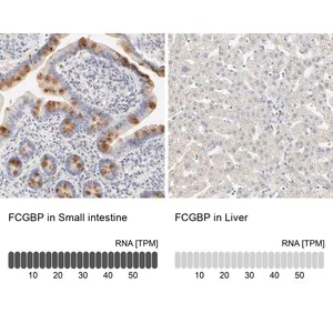 Merck Anti-FCGBP antibody produced in rabbit
