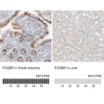 Merck Anti-FCGBP antibody produced in rabbit