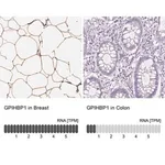 Merck Anti-GPIHBP1 antibody produced in rabbit