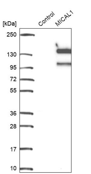 Merck Anti-MICAL1 antibody produced in rabbit