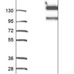 Merck Anti-MICAL1 antibody produced in rabbit