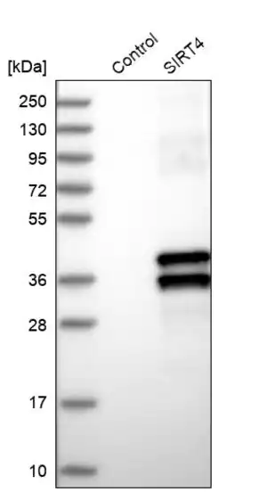 Merck Anti-SIRT4 antibody produced in rabbit