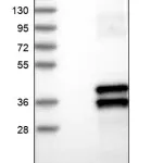 Merck Anti-SIRT4 antibody produced in rabbit