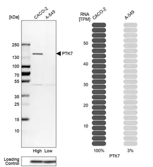 Merck Anti-PTK7 antibody produced in rabbit