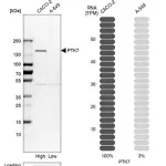 Merck Anti-PTK7 antibody produced in rabbit
