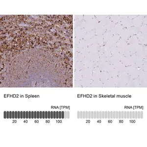 Merck Anti-EFHD2 antibody produced in rabbit