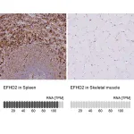 Merck Anti-EFHD2 antibody produced in rabbit