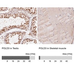 Merck Anti-POLD3 antibody produced in rabbit