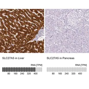 Merck Anti-SLC27A5 antibody produced in rabbit