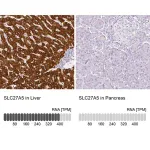Merck Anti-SLC27A5 antibody produced in rabbit