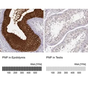 Merck ANTI-PNP antibody produced in rabbit