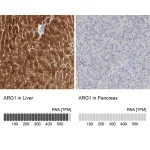 Merck Anti-ARG1 antibody produced in rabbit
