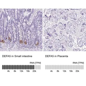 Merck Anti-DEFA5 antibody produced in rabbit