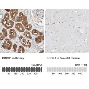 Merck Anti-BBOX1 antibody produced in rabbit