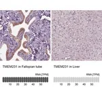 Merck Anti-TMEM231 antibody produced in rabbit