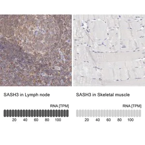 Merck ANTI-SASH3 antibody produced in rabbit