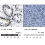 Merck Anti-CLDN11 antibody produced in rabbit