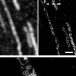 Merck Anti-ACO2 antibody produced in rabbit
