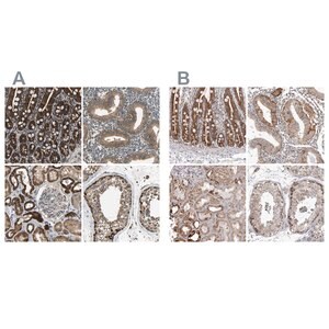 Merck Anti-TUFM antibody produced in rabbit