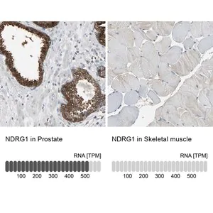 Merck Anti-NDRG1 antibody produced in rabbit