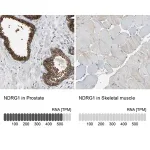 Merck Anti-NDRG1 antibody produced in rabbit