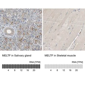 Merck Anti-MELTF antibody produced in rabbit