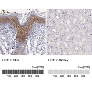 Merck Anti-LY6D antibody produced in rabbit