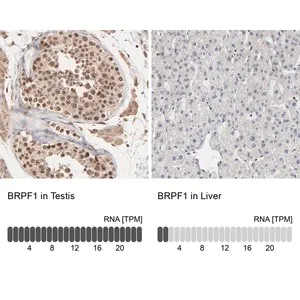 Merck Anti-BRPF1 antibody produced in rabbit