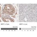 Merck Anti-BRPF1 antibody produced in rabbit