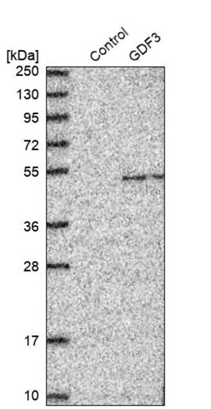 Merck Anti-GDF3 antibody produced in rabbit