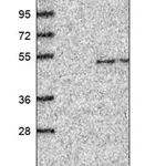 Merck Anti-GDF3 antibody produced in rabbit