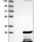 Merck Anti-CBFB antibody produced in rabbit