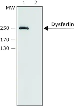 Merck Anti-Dysferlin (N-terminal) antibody produced in rabbit