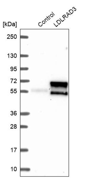 Merck Anti-LDLRAD3 antibody produced in rabbit