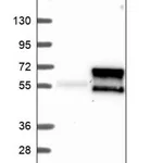 Merck Anti-LDLRAD3 antibody produced in rabbit