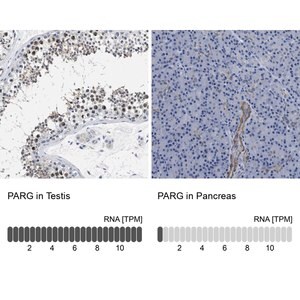 Merck Anti-PARG antibody produced in rabbit