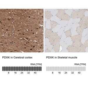 Merck Anti-PDXK antibody produced in rabbit