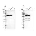 Merck Anti-NOP58 antibody produced in rabbit